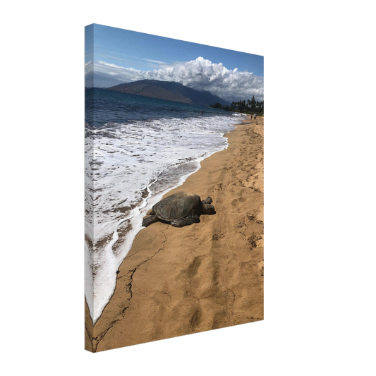 e3557145-337c-4ab7-8648-b382ca888322